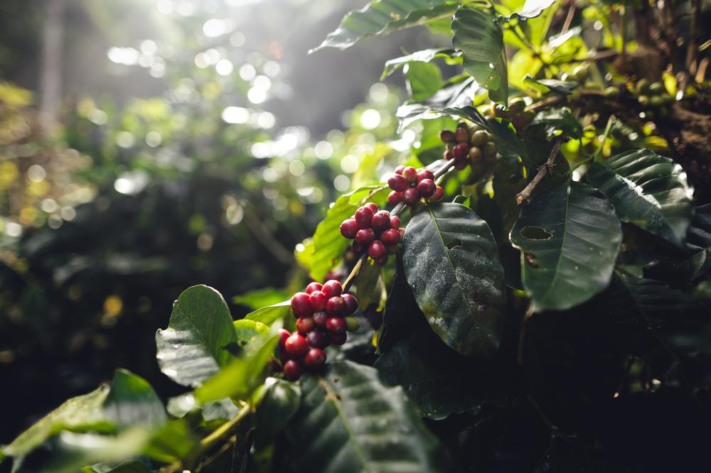 Coffee cherries on the branch, backlit by sunlight