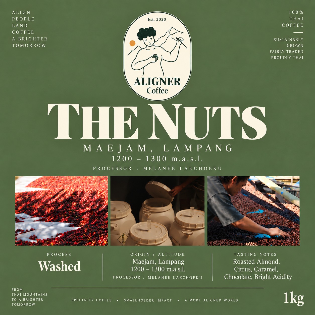 The Nuts — green coffee beans from Maejam, Lampang