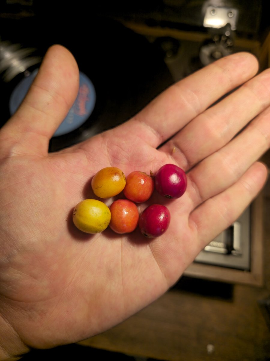 A handful of coffee cherries at different stages of ripeness, from yellow to deep red