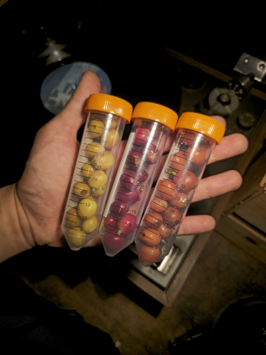Cherries sorted by ripeness into sample tubes