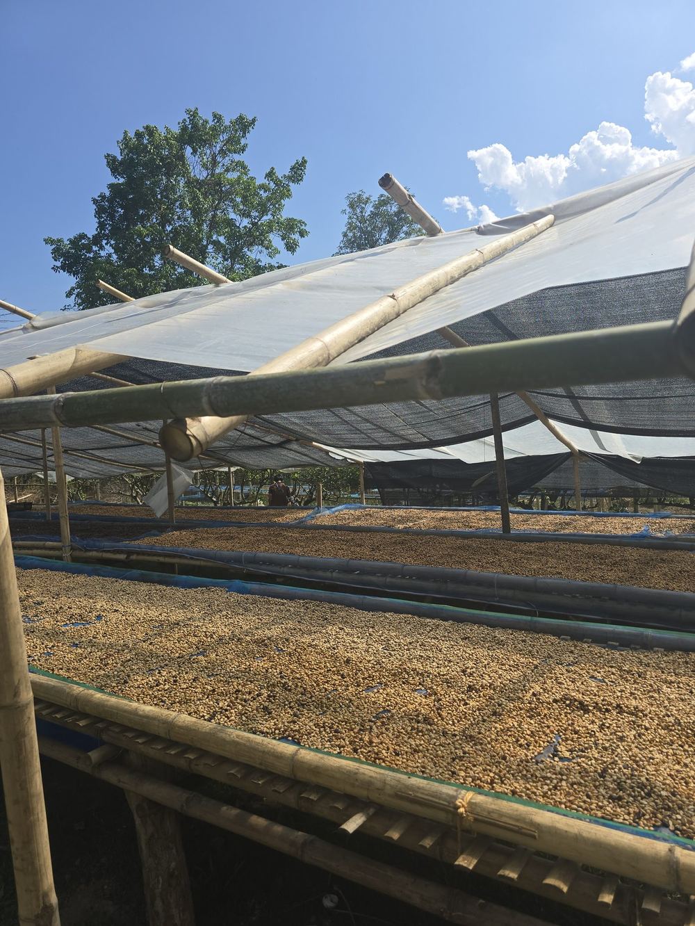 Rows of coffee drying on raised beds