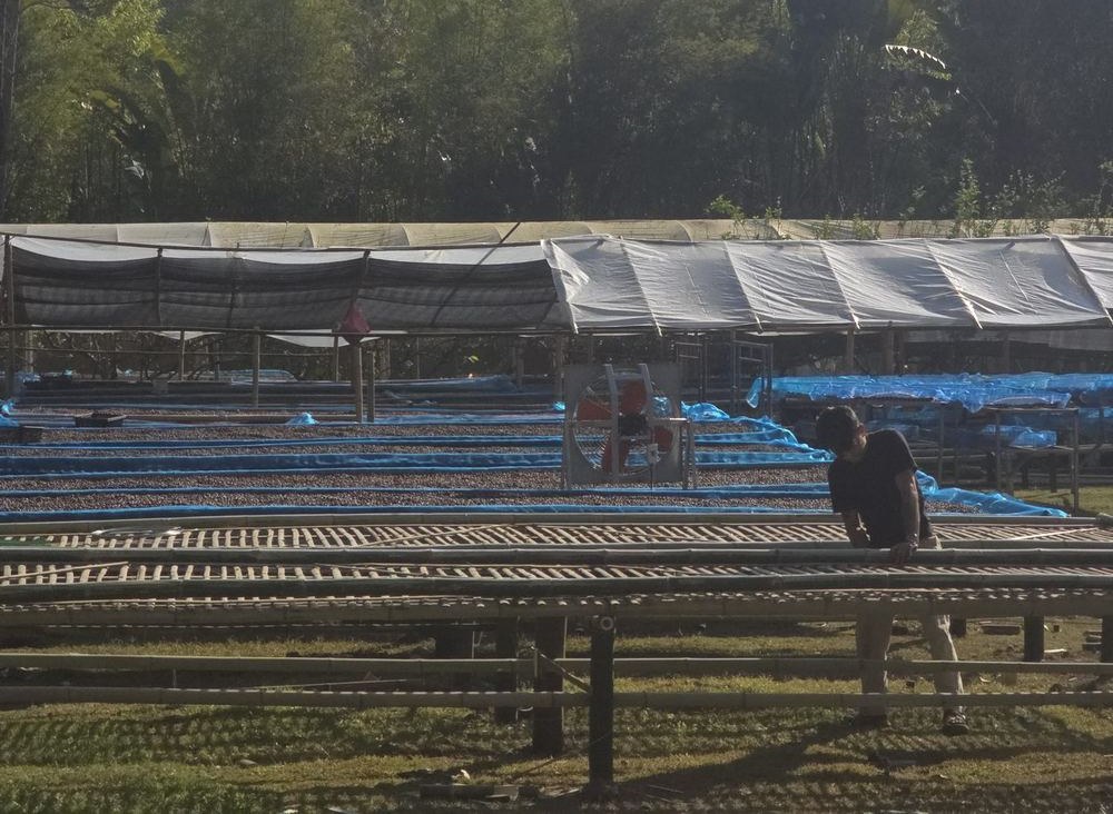 Coffee drying under shade netting with the hills of Mae Taeng behind