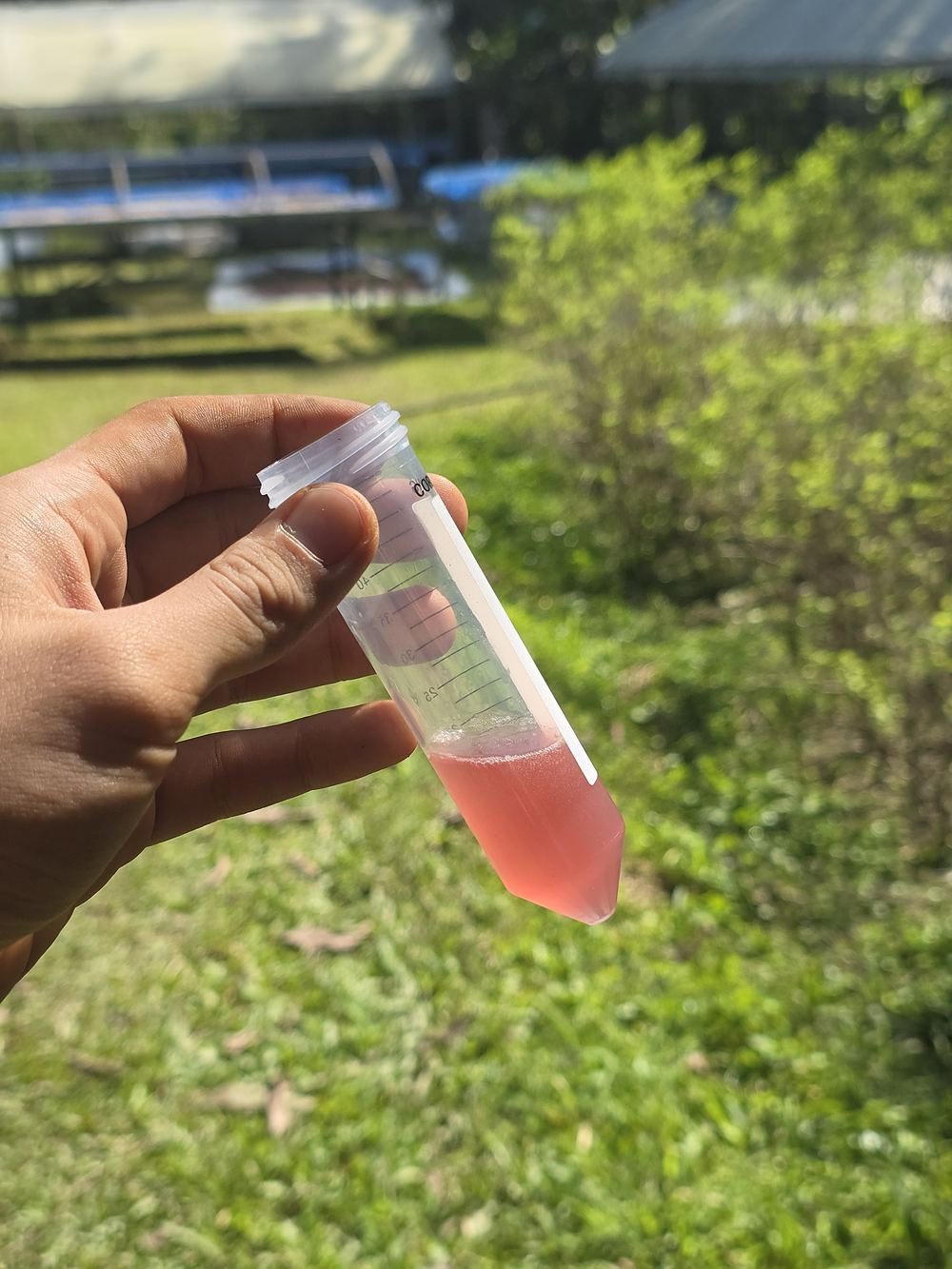 A fermentation sample held up for checking
