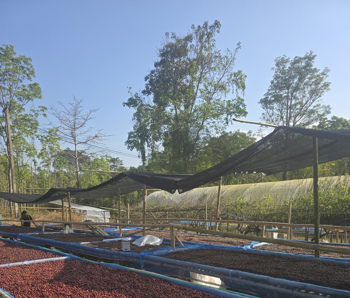 Coffee cherries drying on raised beds under shade netting