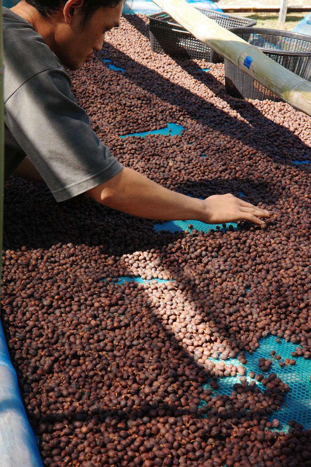 Hand-sorting a lot on the drying bed